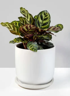 5.75in Tall Marble Aeon Ceramic Pot & Saucer