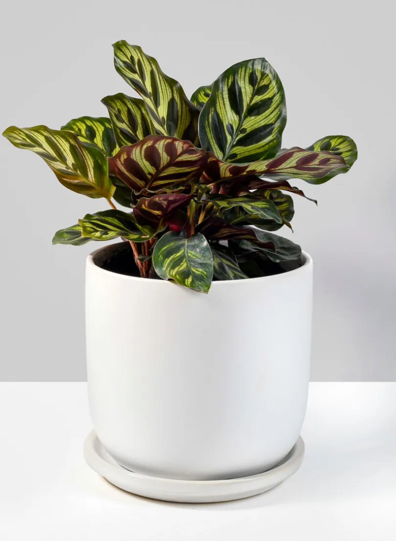 5.75in Tall Marble Aeon Ceramic Pot & Saucer