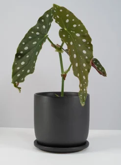 5.75in Tall Matte Black Aeon Ceramic Pot & Saucer