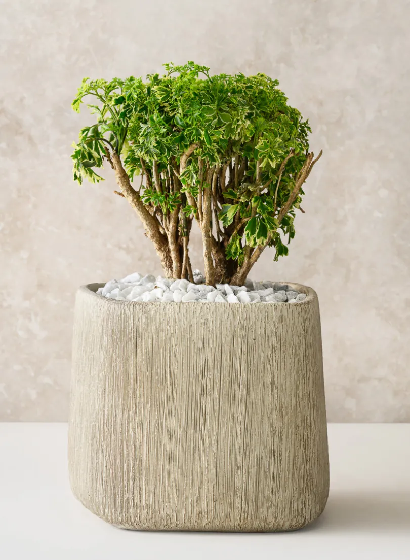 6.5in Tall Matte Ivory Racine Cement Cube Planter