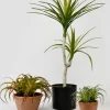 8in Tall Medium Potted Tillandsia
