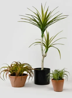 8in Tall Medium Potted Tillandsia