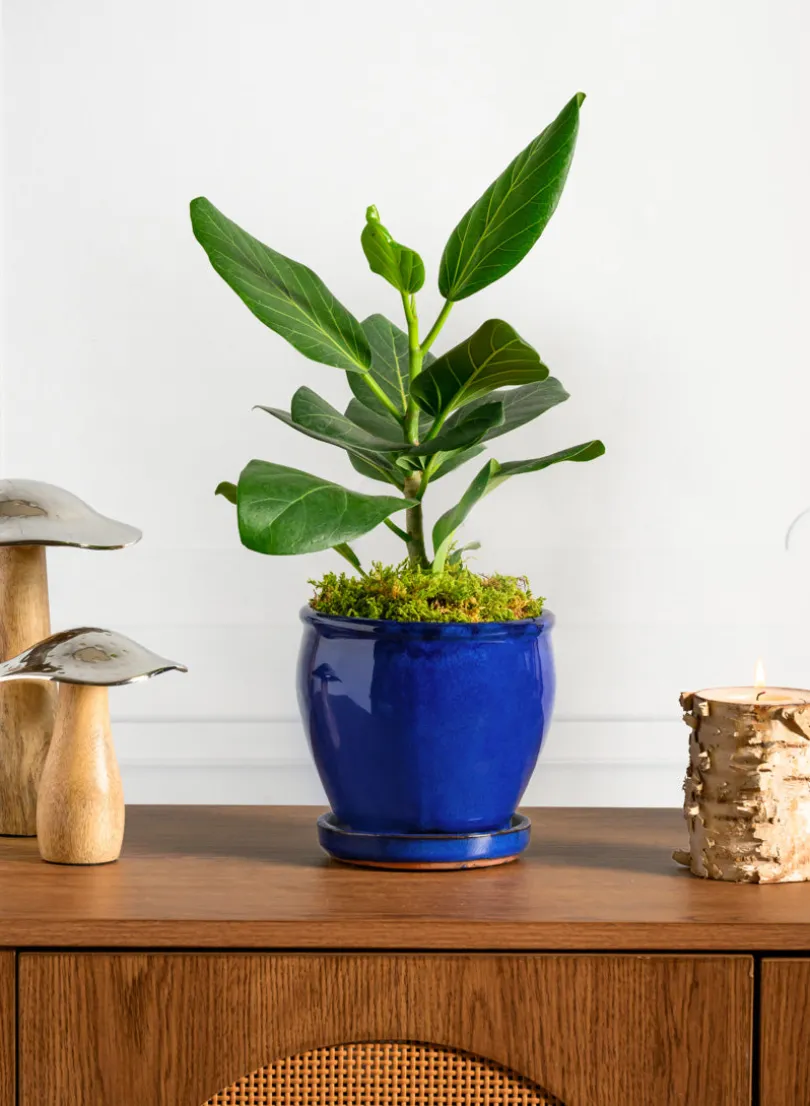 6in Tall Ming Blue Glaze Ceramic Pot with Saucer