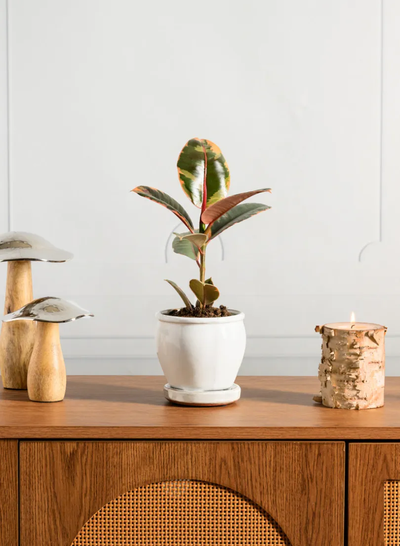 5in Tall Ming Cloud White Ceramic Pot with Saucer