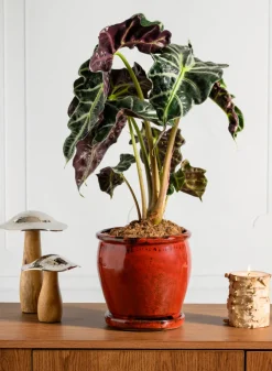 7in Tall Ming Oxblood Red Ceramic Pot with Saucer