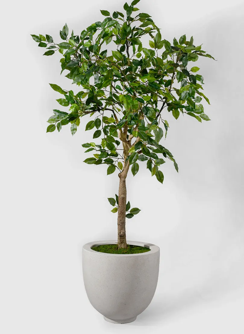 54in Tall Mini Ficus Tree