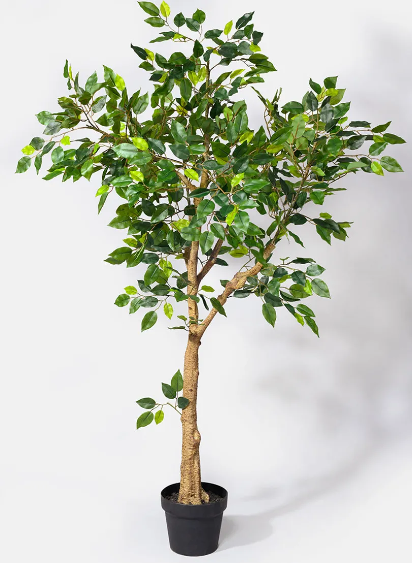 54in Tall Mini Ficus Tree