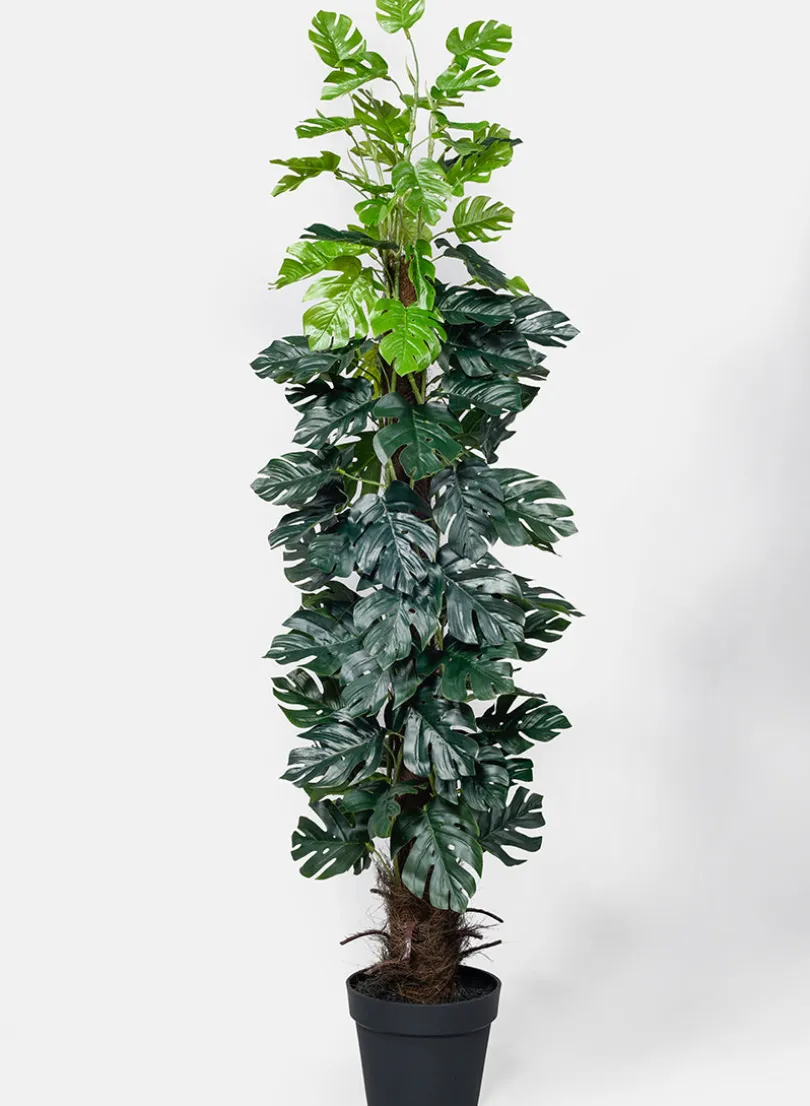 55in Tall Monstera Plant