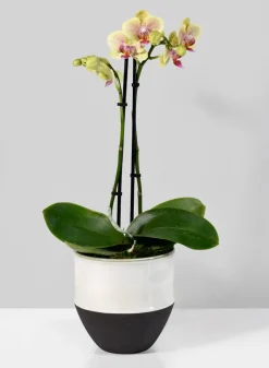 5.25in Tall NY Black & White Cookie Planter