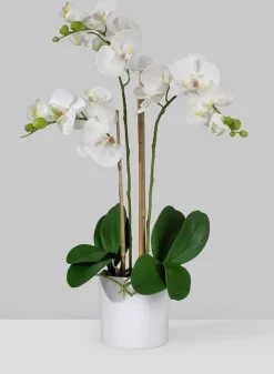 26in Tall of 3 White Phalaenopsis Orchids In Pot