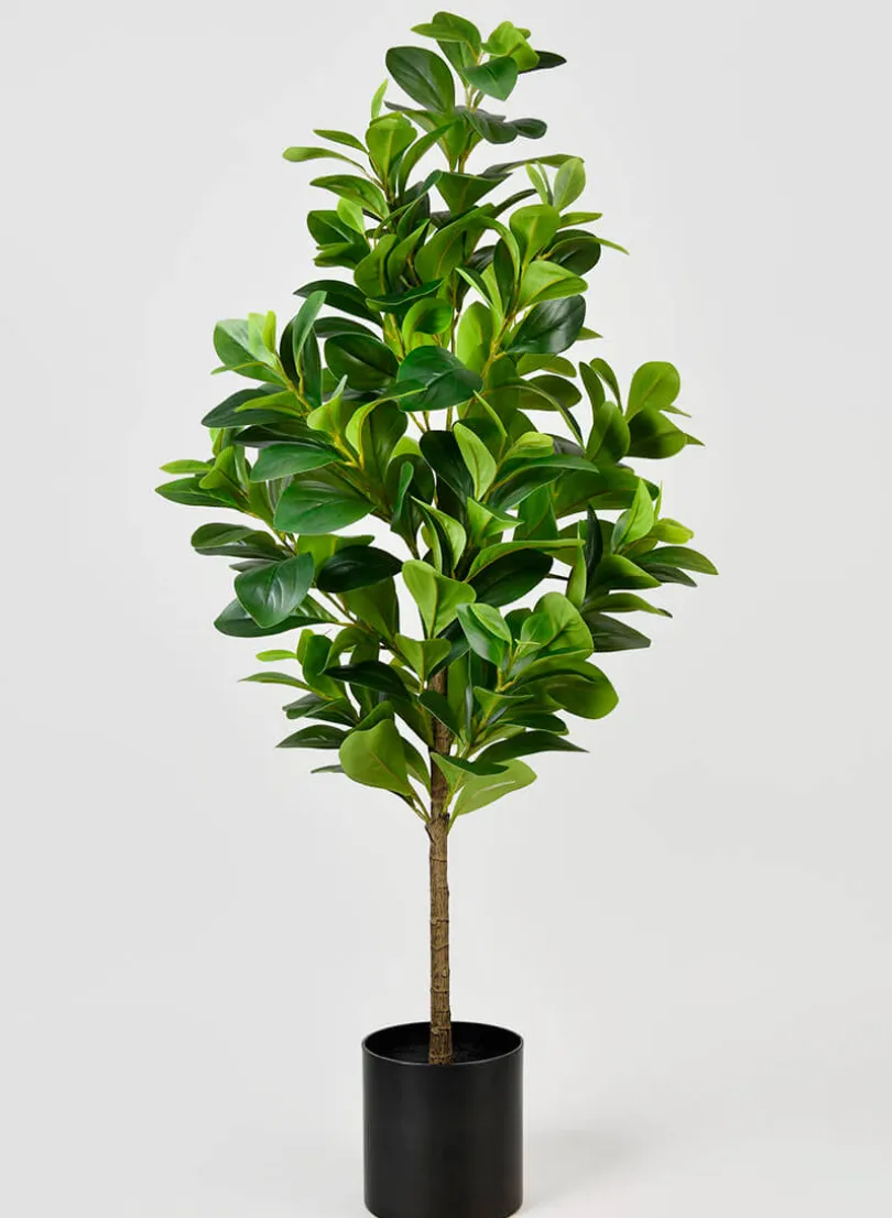 43in Tall Pepper Elder Plant