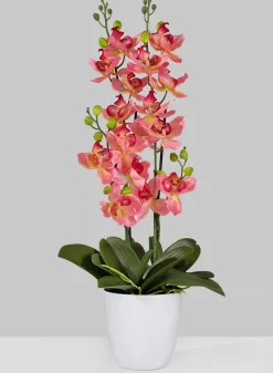 26in Tall Pink Orchid In Pot