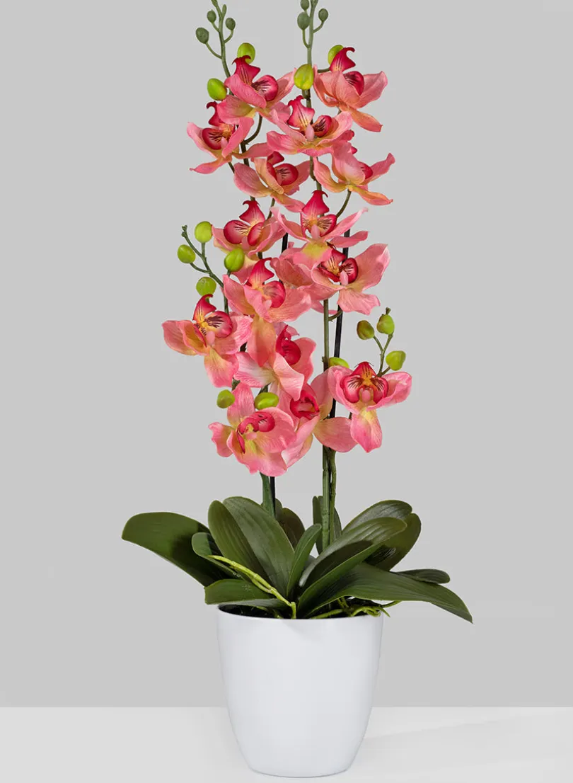 26in Tall Pink Orchid In Pot
