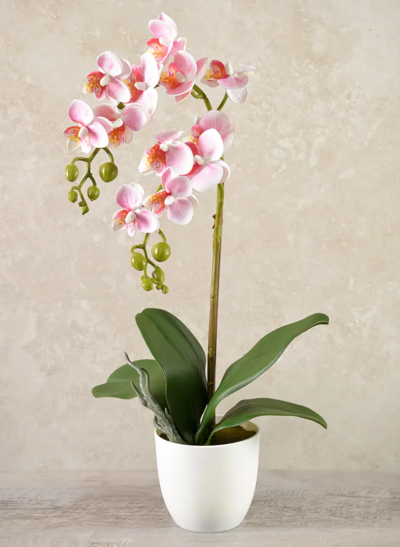 16in Tall Pink Phalaenopsis Orchid Potted Plant, Case of 12