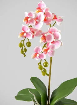 16in Tall Pink Phalaenopsis Orchid Potted Plant, Case of 12