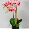26in Tall Pink Phalaenopsis Orchid In a Pot