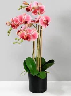 26in Tall Pink Phalaenopsis Orchid In a Pot