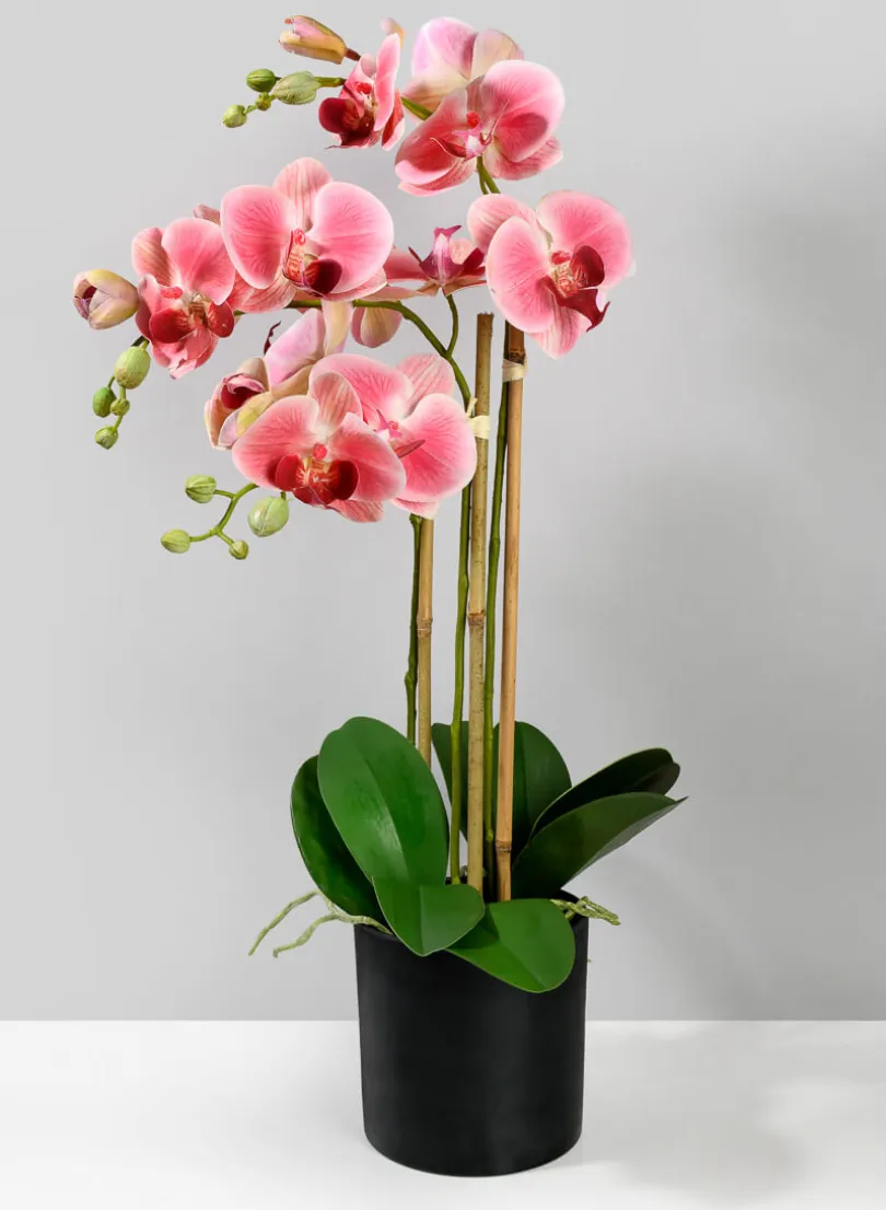 26in Tall Pink Phalaenopsis Orchid In a Pot