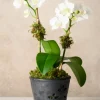 6in Tall Platinum Orchid Ceramic Pot with Saucer