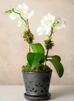 6in Tall Platinum Orchid Ceramic Pot with Saucer