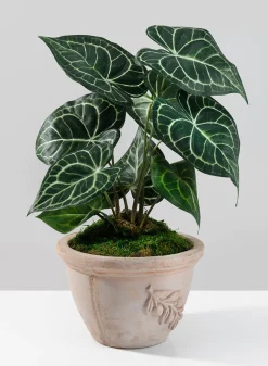 15in Tall Potted Anthurium Plant