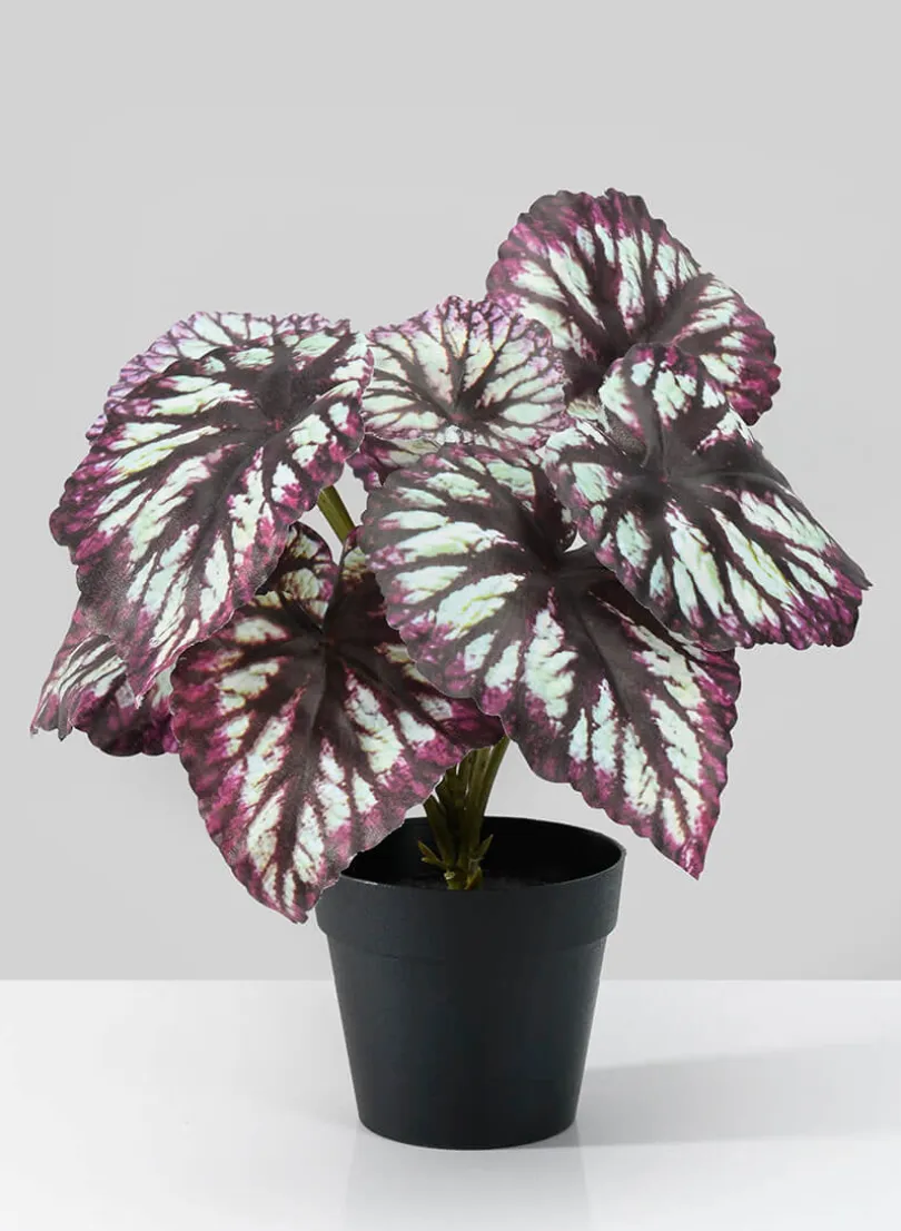 13in Tall Potted Begonia Cathayana