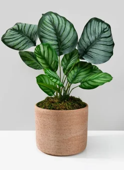 18in Tall Potted Maranta Plant