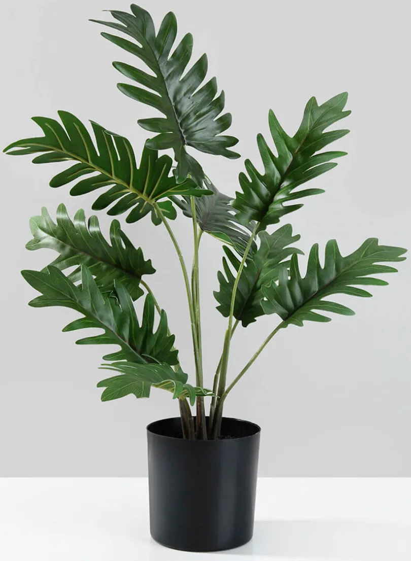 17in Tall Potted Philodendron