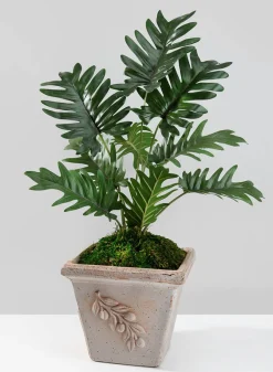 17in Tall Potted Philodendron