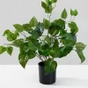 16.5in Tall Potted Pothos