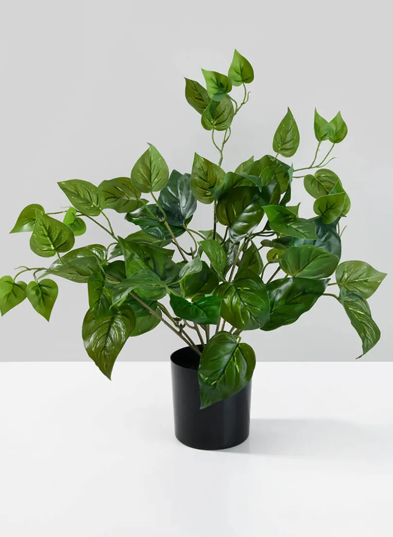 16.5in Tall Potted Pothos