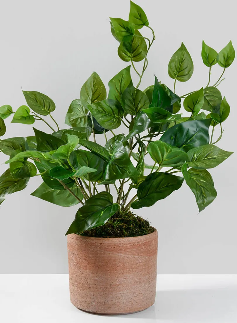 16.5in Tall Potted Pothos