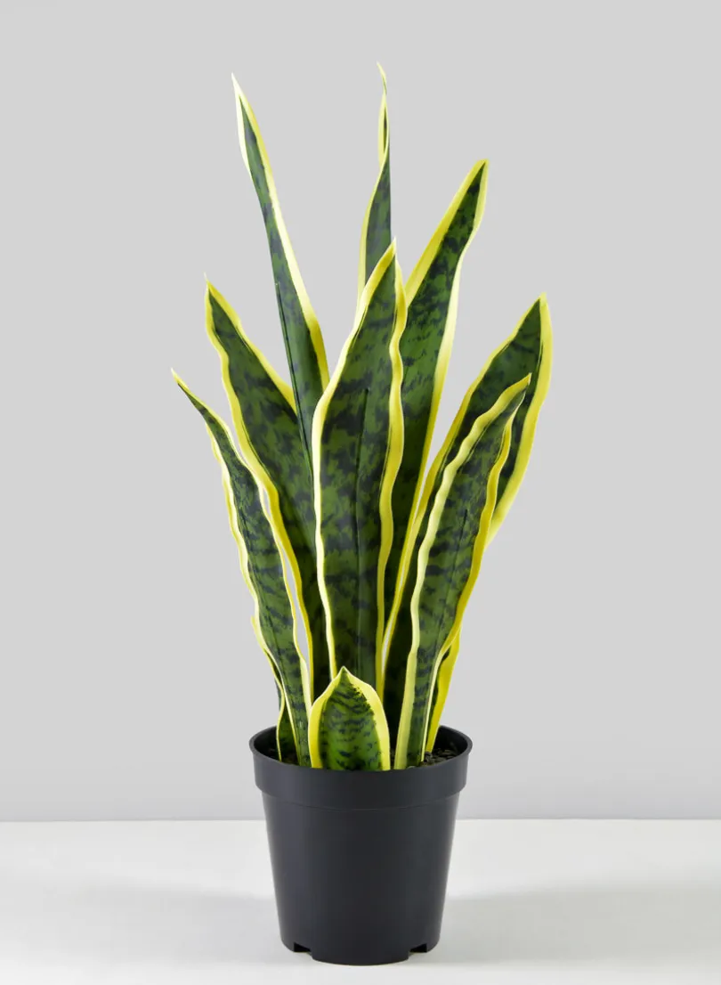 20in Tall Potted Real Touch Sansevieria, Case of 4