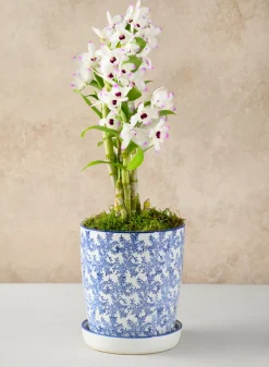 8in Tall Provence Ceramic Planter with Saucer