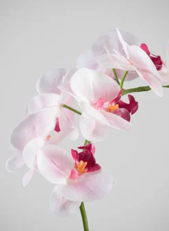 19in Tall Real Touch Blooming Orchid Phalaenopsis in Decorative Ceramic Pot