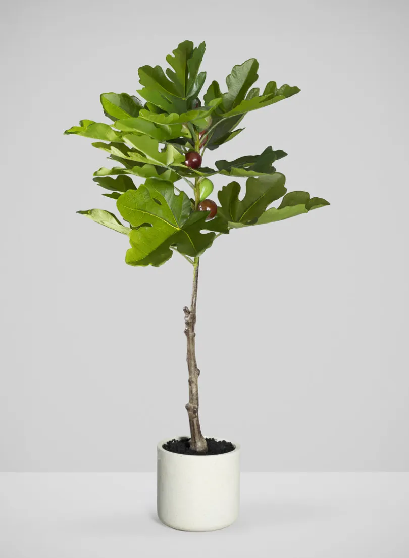 36in Tall Real Touch Real Look Fig Tree in Cement Pot