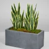 27in Tall Real Touch Real Look Snake Plant in Pot