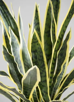 27in Tall Real Touch Real Look Snake Plant in Pot