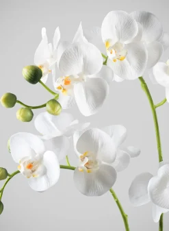 23in Tall Real Touch 3 Stem Blooming Orchid Phalaenopsis in Decorative Ceramic Pot