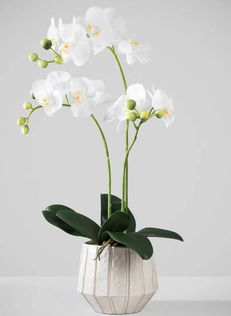 23in Tall Real Touch 3 Stem Blooming Orchid Phalaenopsis in Decorative Ceramic Pot