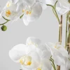 31in Tall Real Touch 5 Stem Blooming Orchid Phalaenopsis in Decorative Ceramic Pot