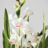 20.5in Tall Real Touch 2 Stem Cymbidium Orchid in Decorative Ceramic Pot