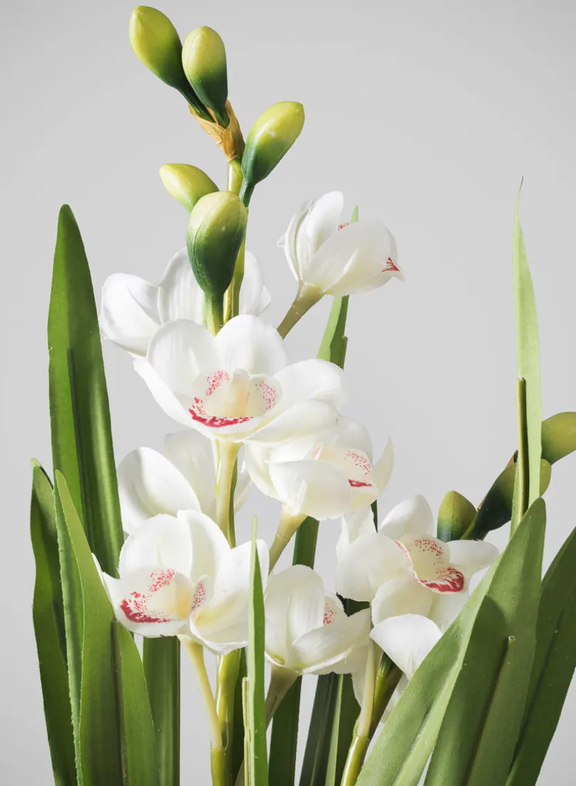 20.5in Tall Real Touch 2 Stem Cymbidium Orchid in Decorative Ceramic Pot