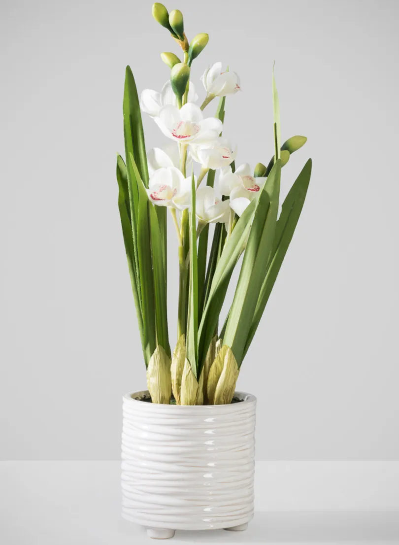 20.5in Tall Real Touch 2 Stem Cymbidium Orchid in Decorative Ceramic Pot
