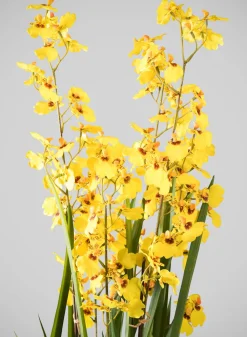 32in Tall Real Touch 6 Stem Giant Orchid Oncidium in Pot