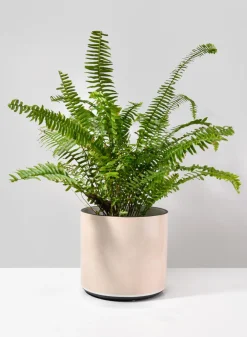7.25in Tall Rose Beige Linen Ceramic Cylinder Vase