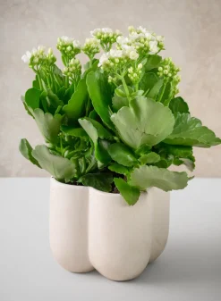 5in Tall Sand White Freya Ceramic Cachepot