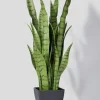 28in Tall Sansevieria Trifasciata Snake Plant