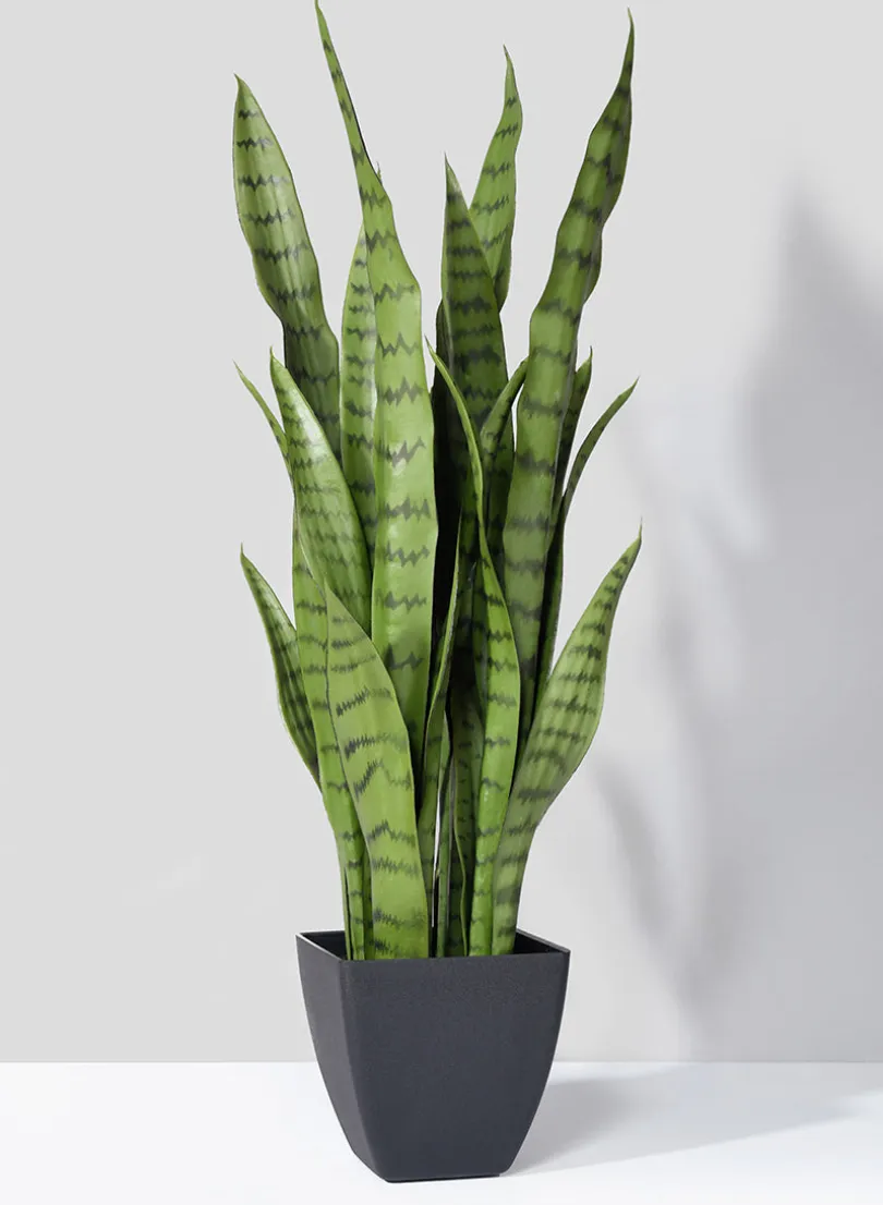 28in Tall Sansevieria Trifasciata Snake Plant