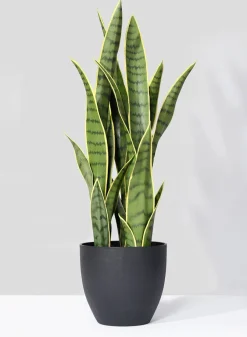 27in Tall Sansevieria Trifasciata Snake Plant